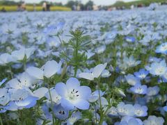 ひたちなか☆『ひたち海浜公園』のﾈﾓﾌｨﾗ’09