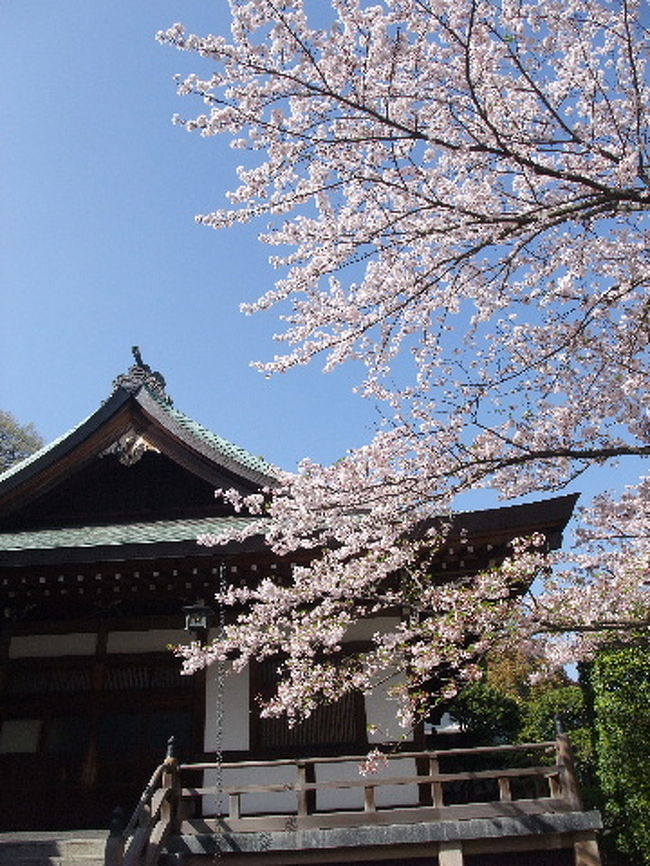 鎌倉の桜を見に行ってきました。