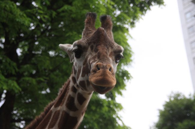 こどもの日の上野動物園