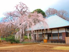 坂戸市、慈眼寺のしだれ桜です。 