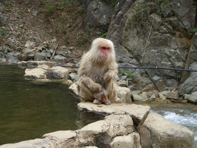 餌付けされた猿が見られる野猿公苑、雪が残る志賀高原に行ってきました。<br />