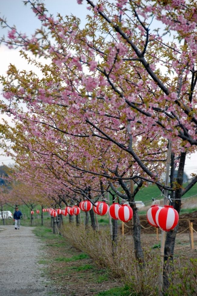 西光寺を後に、車を置いた場所で満開の桜のような杏を見ていました。<br /><br />そして、土手の方を見ると看板が出ていてどうやらここが一番端の模様。歩いている人がいるので、自分もそのまま土手沿いを歩いて行って見る事にしました。<br /><br />ここ坂戸の河津桜は、地元の方が2003年に植えた苗木が育った物です。去年、満開に咲いたことから新しく桜の名所として名乗りを上げました。<br /><br />2008年のピークは22日頃だったようです。とはいえ、なんだか咲き方が変。。。風も強くなってきて、曇ってきてしまう(；∀；)<br />TOP画像も風ブレです（笑）<br />