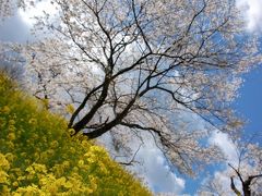 喜連川の桜です。 