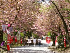 ［09］倶利伽羅峠の「八重桜」