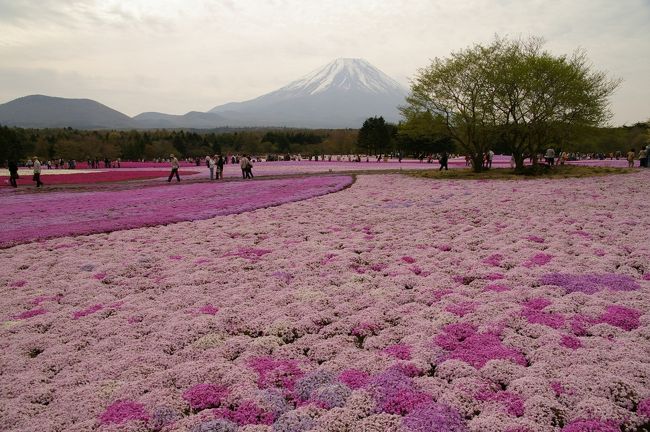 本栖湖近くで「富士芝桜まつり」というイベントが開催されているというので、行ってみました。<br /><br />国道139号線は会場を先頭に両方向とも10km〜20kmの大渋滞で麻痺状態。<br />ココは朝一番で訪れるに限ります!!