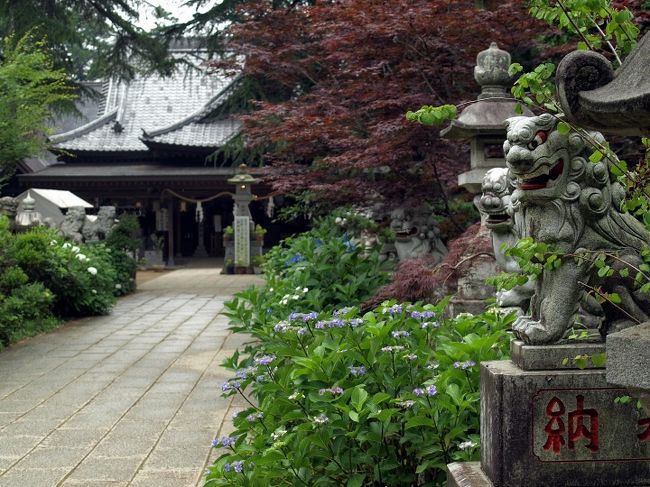 さてさて、アジサイの季節なのでまたもやアジサイと関連した寺社に行ってきました('-'*)茨城県の下妻市にある大宝八幡宮です。ここもアジサイの名所として有名です。学生時代に友人と来た事があるのですが、アジサイの時期は初めてだと思います。ここは狛犬がズラッとならんでいます。ここまで数が並んでいる神社はみたことがない(笑)鳥居をくぐって車を走らせると左手になべやさんと右奥にえびすやさんというお茶屋さんがあります。えびすやさんの前が大きな駐車場になりますが、なべやさんのおばちゃんが呼び込みをしていて置いていいよ〜というので店の前に。どちらのお店も親切ですが、個人的にはなべやさんの団子が赤福みたいに柔らかいので好きです(^∇^)で、雨もぱらついていたので急いで境内へ。。。お店のおばちゃんも言っていましたが、ここでもアジサイの花づきが悪いそう。。。どうやら虫食いがひどいそうです。奥にあるアジサイ苑は土塁の山肌一面にアジサイが咲くので綺麗なのですが、この日はやっぱりというか場所場所に咲いている感じでした。それでは・・・。大宝神社の主祭神は、誉田別命(ホンダワケノミコト)・足仲彦命(タラシナカツヒコノミコト)・気長足姫命(オキナガタラシヒメノミコト)です。創建は、大宝元年(701)に藤原時忠が宇佐八幡宮を勧請したものと伝えられ、その後に源頼義が奥州征伐の折に祭祀田を寄進、源頼朝も奥州征伐の折に鎌倉八幡宮を勧請したもの境内の若宮八幡社と伝えられています。下妻氏が滅びた後には多賀谷氏がこの地を納めました。八幡宮本殿は天正三年(1575)に焼失しましたが、二年後の天正五年に下妻城主であった多賀谷尊経(たがやたかつね)によって再建されました。今では近隣の小学校校舎や宅地になってしまい面影はあまりありませんが、八幡宮表境内からあじさい苑にむかう右手にも土塁が残っています。境内脇には保育園がありますがそちらが高台になるので、土塁の上から子供達のはしゃぐ声が境内に降りてくる様なちょっと不思議な感じ。奥のあじさい苑には拝殿と社務所の間を抜けて入ります。