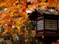 日光紅葉巡り2008　「浄光寺の紅葉」。