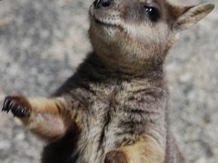 グレートバリアリーフと熱帯雨林☆２つの世界遺産を満喫する旅　vol.1