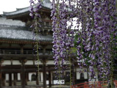 藤の花咲く平等院～三室戸寺へ　雨の漫ろ歩き