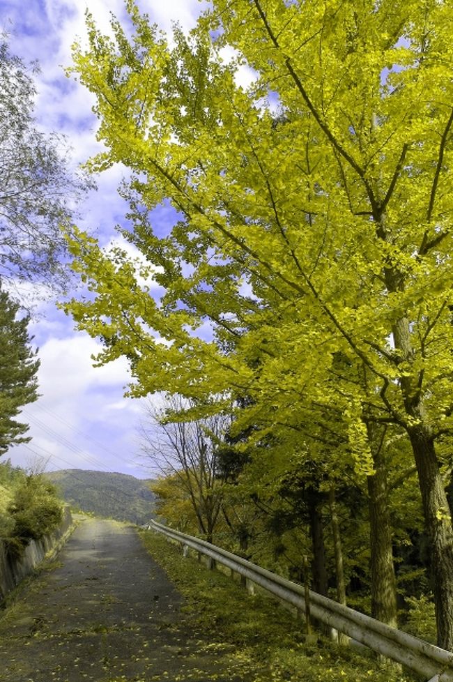 次は花園神社へ向かいます。花園神社は花園渓谷沿いにある神社です。創建は1200年ほど前、延暦14乙亥年年(795)に征夷大将軍であった坂上田村磨呂が草創したといわれています。(行基菩薩の開基との話もあります)<br /><br />。。。と向かう途中でナビがおバカさんになってしまって変な脇道に誘導されてしまいました。なにやら電波塔が立っているのが頂上に見えるのぼり口で道路のアスファルトが陥落している。。。『ここじゃね〜べよ！！』と戻る事にしましたがイチョウがキレイだったのでちょっと休憩。ついでにやっと真っ赤なモミジに出会いました(&#39;-&#39;*)<br />