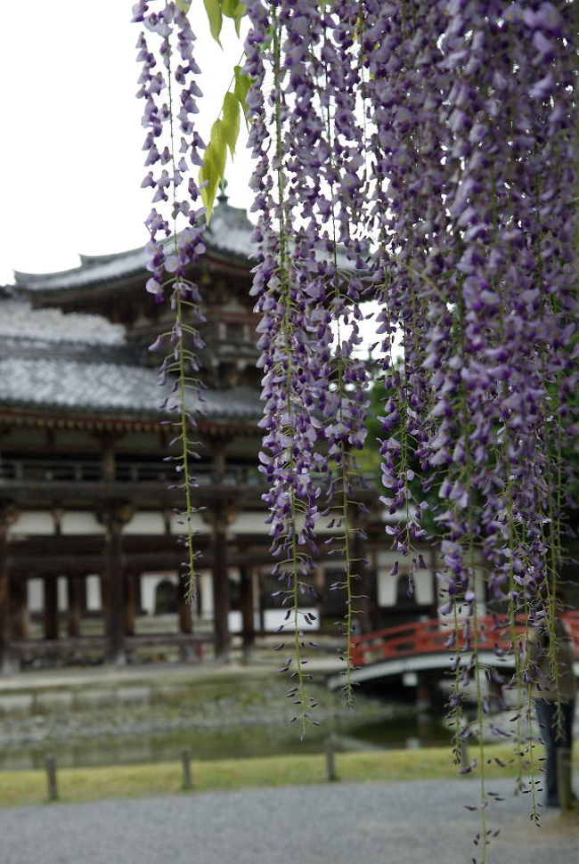 藤の花咲く平等院 三室戸寺へ 雨の漫ろ歩き 宇治 京都 の旅行記 ブログ By Jyugonさん フォートラベル