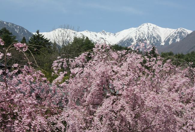 光前寺<br />　開祖本聖上人は、比叡山にて研学修行の後、太田切黒川の瀑の中より不動明王の尊像を授かりこの地に寺を開かれました。<br />以来一千百余年の長い歳月の間には幾多の火災などにより古記録を焼失しました。<br />古くは武田・羽柴家などの武将の保護を受け、特に徳川家からは地方寺院としては破格の60石の寺領と10万石の大名格を与えられるなど隆盛をきわめました。<br />明治以降は多くの末寺なども廃寺となりましたが、今なお樹齢数百年の杉の巨木に囲まれた境内には十余棟の堂塔を備え、長野県下屈指の大寺であり、南信州随一の祈願霊場として広い信仰をあつめております。<br />また、境内全域が名勝庭園として国の文化財に指定されています。<br />そのほか霊犬早太郎の伝説はあまりにも有名です。<br />また、伊那七福神の弁財天をまつる寺でもあります。<br /><br /><br />行程<br /><br />駒つなぎ桜→昼神温泉→千人塚公園→光前寺→駒ヶ根高原→<br />蔵沢寺→中沢花桃の里→中曽根桜→みはらし温泉→さくらの湯<br /><br />→高遠城址→花の丘公園→六道の桜→青島堤→かんてんぱぱ