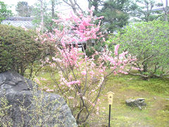 春の京都1日目　天龍寺～広隆寺～大徳寺～高台寺