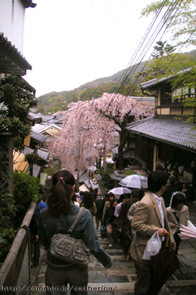 2日目は、幕末ミーハーなF氏とまずはゆどうふ屋  へ。<br /><br />清水寺はスルーし、目的を遂行しようと思ったものの、二年坂の桜の美しさにひかれて道をはずしました。 <br /><br />http://ameblo.jp/catherina/entry-10030255482.html