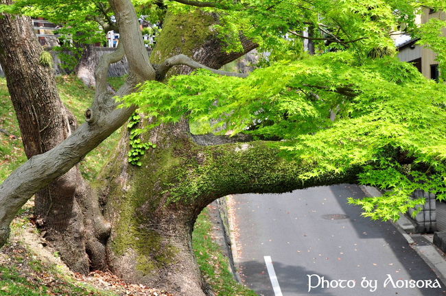 翌日、奈良方面へ向かい興福寺や東大寺・三条通りを散策。<br /><br />GW真っ只中でものすごい人・人・人！(+o+)<br /><br />初詣並の行列ができていました。<br /><br />あちこち見て回りたかったけど敷地も広～くて足は痛いし時間はないしでまわりきれませんでした。<br /><br />もっと写真撮りたかったけどあっという間の一日。<br /><br />新緑が美しく日本の風情を感じながら楽しい休日となりました！<br /><br />奈良・橿原ぶらり旅 (o^_^o）/ ～橿原ロイヤルホテル編はこちら→　http://4travel.jp/traveler/maldives/album/10334293/<br /><br />