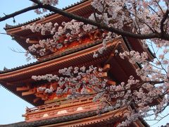 桜の京都を一人旅！