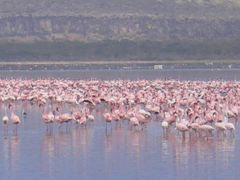 ピンクの帯　～　ナクル湖　～