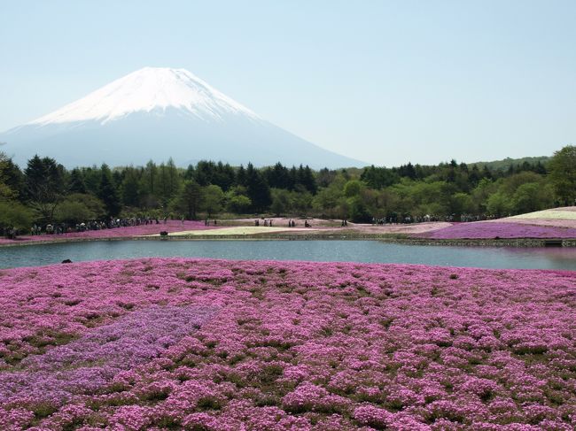 富士と芝桜～富士には芝桜がよく似合う～