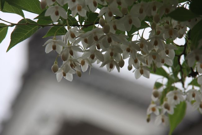 休みで行く当ての無い時に、決まって訪れるのは上野。<br />美術館や博物館、動物園、歴史的建造物、アメ横、近くには谷根千・・・<br />行きたいところテンコ盛りで、尚且つお金を余り使わずに１日遊べるのがここ上野なんです。<br />だから、年に３、４回は暇つぶしに上野界隈をぶらぶら<br />連休のこどもの日も小雨が降り続く天気の中ぶらぶら散策してきました。