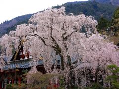 身延山久遠寺の枝垂れ桜