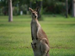 ケアンズの旅