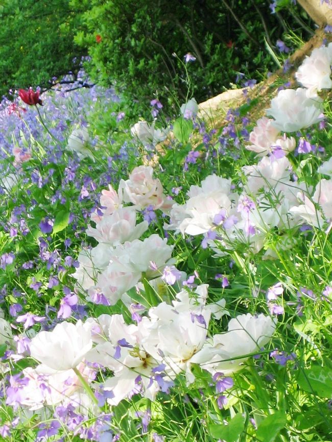 Japan 花の精に会いに　昭和記念公園　2009  ～ミツバチばあやの冒険～