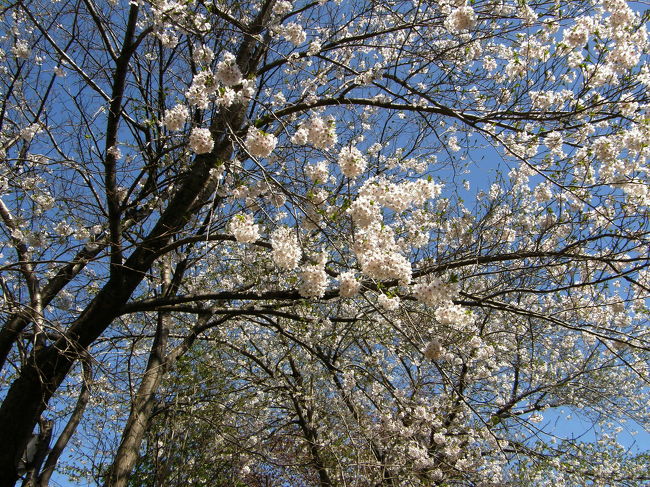 北海道の春は、花たちが一斉に開花して、それはそれは慌しいのものですよ。今か今かと待ちわびている時間が長すぎて、イッキに咲き誇る花たちを愛でるのには、時間が短すぎる。５月始めに予報どおりに桜前線が到来し。札幌のあちらこちらが花霞。<br />カタクリを観に出かけた４日には札幌の桜は見ごろになっていた。近場でも充分奇麗な桜が見れるので、ちょっとお散歩がてらお花見お花見。お天気にも恵まれて、「匂うが如く今盛りナリ」<br />桜から発散されるオーラと太陽のエナジーで、キッラキッラ輝く散歩みちでした。