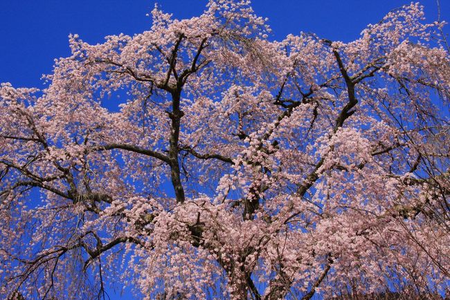 久遠寺から西谷へ行き、西谷の枝垂れ桜を見て回りました。<br />途中から願い？が通じたのか、青空が見え、<br />青空の下の枝垂れ桜を見ることができました。<br /><br />思う存分、枝垂れ桜を見ることができ充実した一日でした。