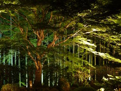 緑の庭園ライトアップ『宝泉院　春の夜灯り』（京都市左京区大原）