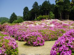 三室戸寺のつつじとしゃくなげ