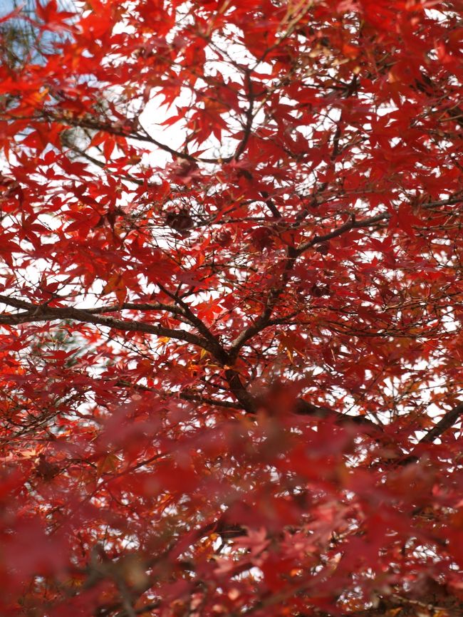 四季によっていろんな顔を持ている京都。<br />大好きな嵐山。<br /><br /><br />紅葉まっさかりの嵐山までドライブに行ってきました。<br /><br />さすがに、すごい人。<br /><br />でも、紅葉は最高でした。