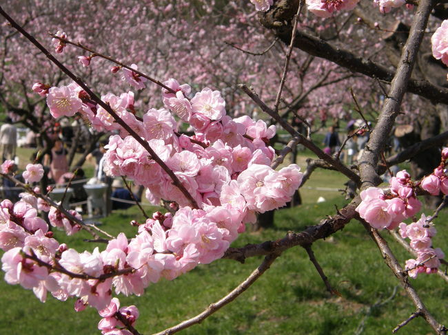 桜に続いて梅も見ごろになりにけり。というわけで、翌日は梅見行と相成りました。GWを外したので、お花見なのかお人見なのかわからない状態にはならずにすみました。今年はまた平岡公園の梅林に足を運んでみました。