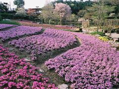 滝谷花しょうぶ園