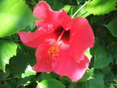 遅い夏休み♪　バカンス沖縄の旅★　その１