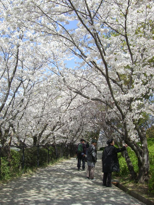 小城公園に桜鑑賞に行ってきました。<br /><br />今回も南福岡観光さんにお世話になりました。<br />ご興味のある方は・・・<br />　URL:http://minamifukuoka.fc2web.com