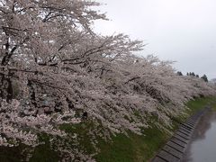 節約ケチケチ旅行(？)　『３．桜を観に行こう！？』