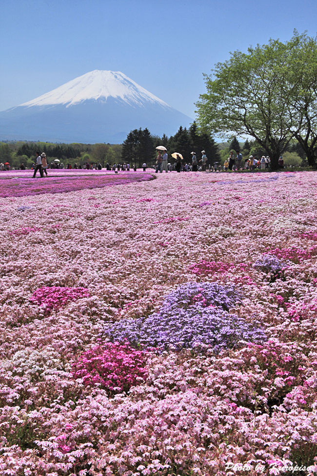 緑の森、青い空、飛行機雲と富士山、<br />そして芝桜が大地を染め上げます。<br /><br />作成中<br />