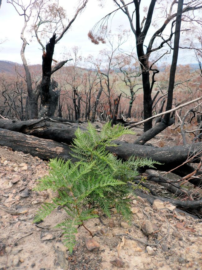 オーストラリアの森林の多くは、ユーカリに覆われています。このユーカリの森林は、大昔より自然発火の山火事(Bush Fire, Wild Fire)によって森を再生してきました。日本でもニュース（水を飲むコアラ、サム等）になり、知られたメルボルン、森林火災(Black Saturday)で影響を受けた森の再生状況を再度撮影しました。前回と比べて確実に森は再生していました。今回は山火事鎮火より約3ヶ月後。<br /><br />撮影日：2009年5月14日撮影<br />*森林火災(Black Saturday)は2009年2月7日（土）に発生、3月6日（金）に鎮火<br />*前回撮影：2009年2月23日（山火事鎮火より約2週間後）−　http://4travel.jp/traveler/gogotours/album/10325563/<br /><br />撮影場所：Whittlesea付近の森林<br />*グーグルによるマップ-http://maps.google.co.jp/maps?ie=UTF8&amp;amp;amp;ll=-37.485484,145.122356&amp;amp;amp;spn=0.099709,0.164623&amp;amp;amp;z=13<br />