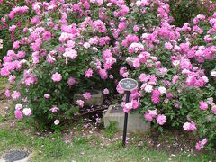 2009年季節の花だより◆靱公園のバラ園散策（大阪市西区）