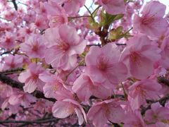 ピンクの花がかわいい河津桜