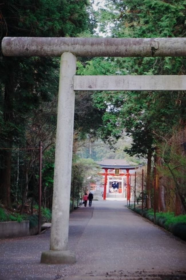 栃木県真岡市中心部にある神社です。日本一のえびす様像があることで有名であり、付近も桜の名所として知られています。主祭神は大黒様と恵比寿様。<br />　<br />現在、一の鳥居付近にて工事を行っているため写真は撮れませんでした。また、華麗な本殿であることも有名です。きらびやかな彫刻がされていて、見ていて飽きない事と思います。<br />　<br />大前神社は延喜式による社殿になります。本殿は安土桃山時代の末期である1593年に建てられた物だそうで（文禄二年）、彫刻は1704年（宝永四年）に当時の名工として知られる藤田孫平治が棟梁となり彫られたものだそうです。この後に、藤田孫平治は成田山新勝寺の三重塔の彫刻も施したそうです。<br />　<br />　<br />本殿は全周において朱塗りがされています。奥には社が複数あります。
