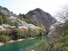 古座川峡の桜