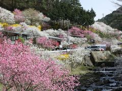 南信州の桜を求めて?（蔵沢寺と中沢花桃の里）