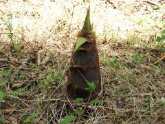 岳間の山で筍堀り