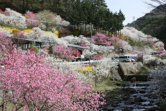 蔵沢寺<br />　隠れキリシタンゆかりの寺として有名で伊那七福神の一つ寿老人をまつっている寺<br />　蔵澤寺の枝垂れ桜　　推定樹齢　　　３００年<br /><br />中沢花桃の里<br />　駒ヶ根市中沢区の花桃はお食事処｢すみよしや｣のご主人[宮下秀春]さんが家の周りに 十数年前から花桃を植え育ててきたもの。 その甲斐あって数年前から毎年綺麗な花が咲き揃って花桃の里として名所となっている。<br /><br />行程<br /><br />駒つなぎ桜→昼神温泉→千人塚公園→光前寺→駒ヶ根高原→<br />蔵沢寺→中沢花桃の里→中曽根桜→みはらし温泉→さくらの湯<br /><br />→高遠城址→花の丘公園→六道の桜→青島堤→かんてんぱぱ<br /><br />