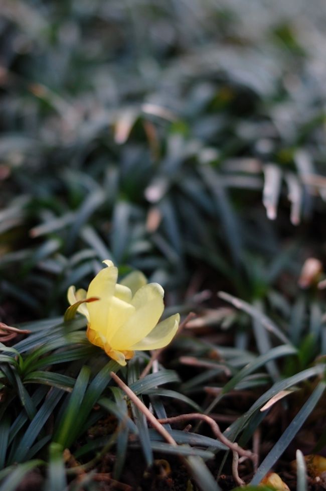 芳賀町の芳賀天満宮に寄ってみました。ちょうど境内は蝋梅の花が咲き誇っていました。