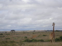 ケニア《ナイロビ国立公園》