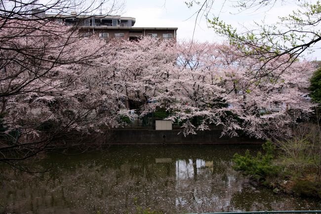近所の引地川沿いの桜が満開ということで、散歩がてら見に行ってきました。<br />引地川に向う途中にある公園の桜も満開だったため、公園の池を満開の桜を見ながら一周しました。