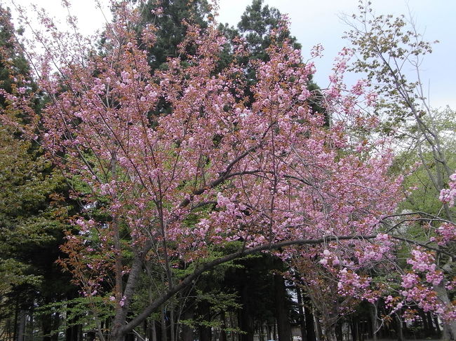 今年のお花見はビールコミュの１回だけヾ(^-^；)<br /><br />でももう桜は散ってしまったm(-_-)m <br /><br />ん・・・まてよ・・・円山公園！満開じゃん♪<br /><br />