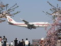 桜と飛行機のコラボ　in成田　さくらの山